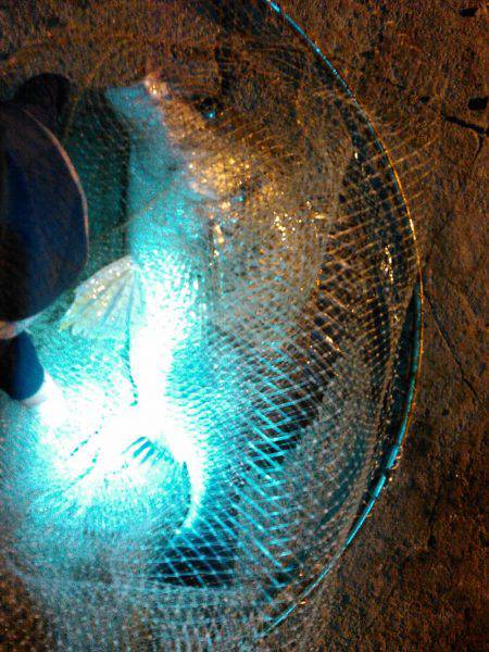 アジングで色々