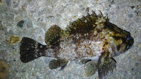 釣り始めもイイ感じ〜!