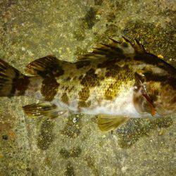 湾奥ロックゲーム！