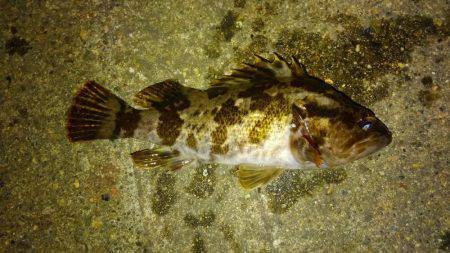 湾奥ロックゲーム！