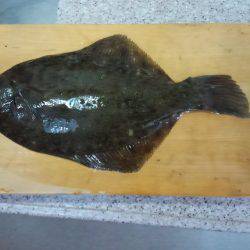 カレイリベンジ