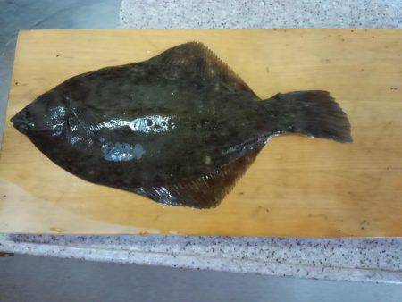 カレイリベンジ