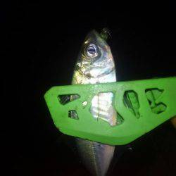 さんがにちアジング