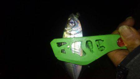 さんがにちアジング