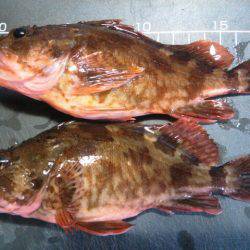 チヌ狙うもガシラのみ