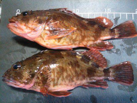 チヌ狙うもガシラのみ