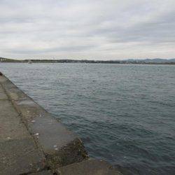 冬タコのわりに小ぶりです