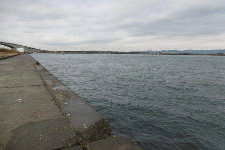 冬タコのわりに小ぶりです