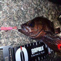 ボトムで爆釣！