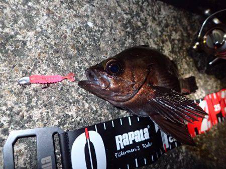 ボトムで爆釣！