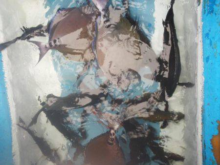 こんなん出ました・・・グレ・・サンコ・・・