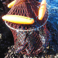 こんなん出ました・・・グレ