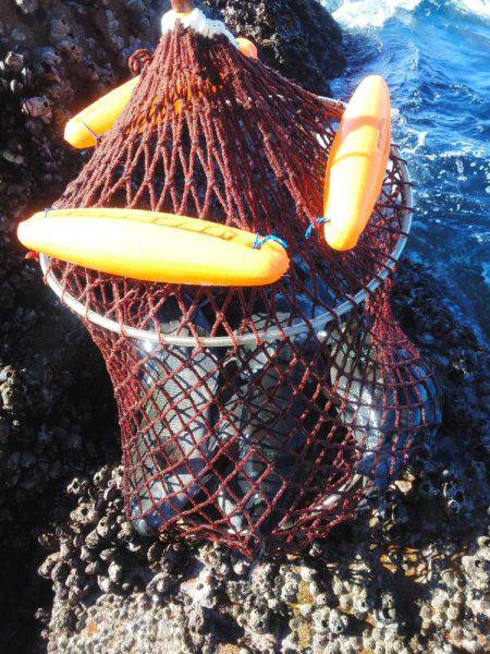 こんなん出ました・・・グレ