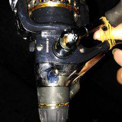 ヤエンでアオリイカ