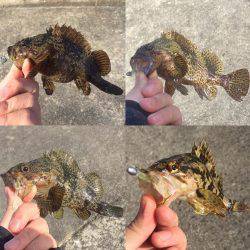 朝のメバリング！