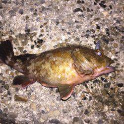 釣り初めはカサゴから…