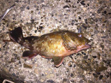 釣り初めはカサゴから…