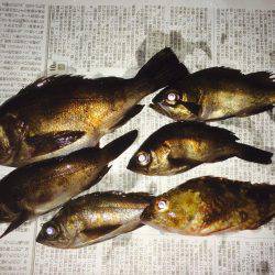 爆風メバリング