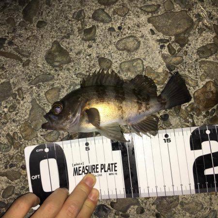 メバルランガン！