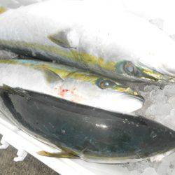 こうゆう丸 釣果