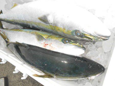 こうゆう丸 釣果