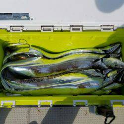 遊漁船 ニライカナイ 釣果