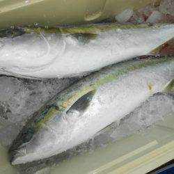 こうゆう丸 釣果