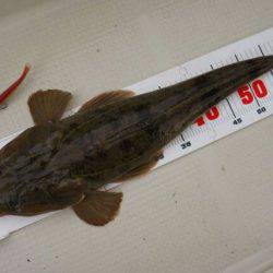 Magic(マジック) 釣果