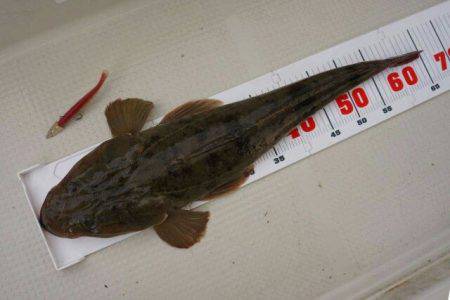 Magic(マジック) 釣果