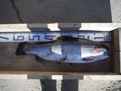 すそのフィッシングパーク 釣果