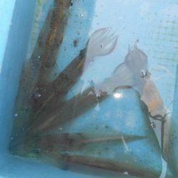 こうゆう丸 釣果