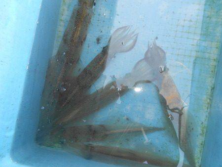 こうゆう丸 釣果