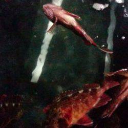 釣り船武蔵 釣果