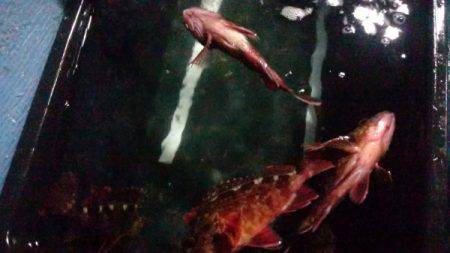 釣り船武蔵 釣果