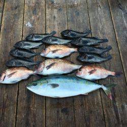 由良海上釣り堀 海人 釣果