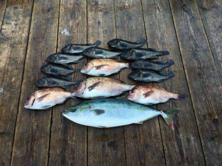 由良海上釣り堀 海人 釣果
