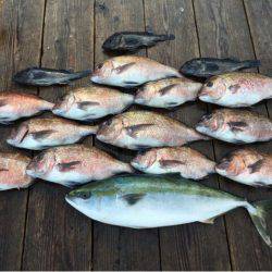 由良海上釣り堀 海人 釣果