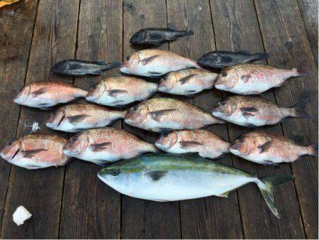 由良海上釣り堀 海人 釣果