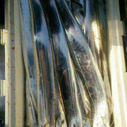 釣り船くわだ 釣果