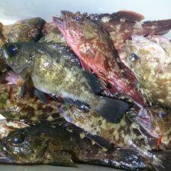 釣り船武蔵 釣果