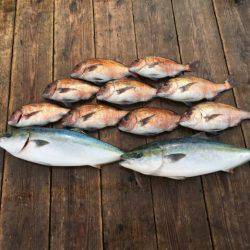 由良海上釣り堀 海人 釣果