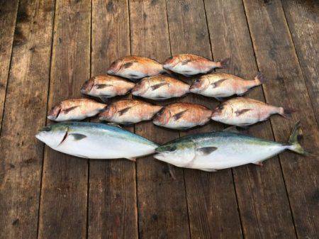 由良海上釣り堀 海人 釣果