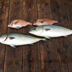 由良海上釣り堀 海人 釣果