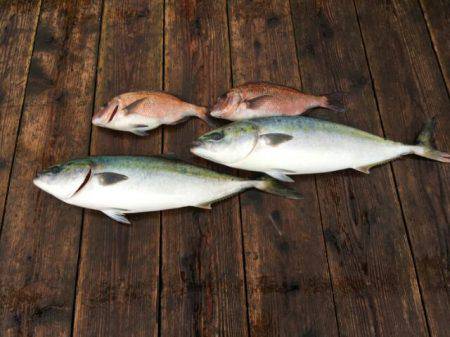 由良海上釣り堀 海人 釣果