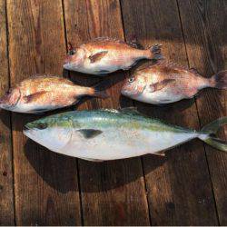 由良海上釣り堀 海人 釣果