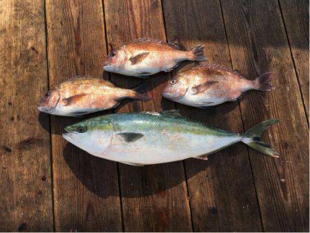 由良海上釣り堀 海人 釣果