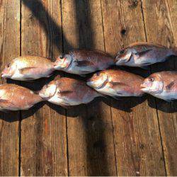 由良海上釣り堀 海人 釣果