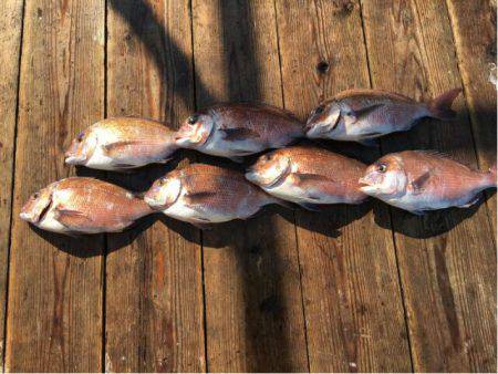 由良海上釣り堀 海人 釣果