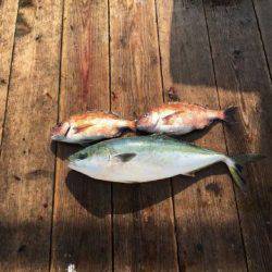 由良海上釣り堀 海人 釣果
