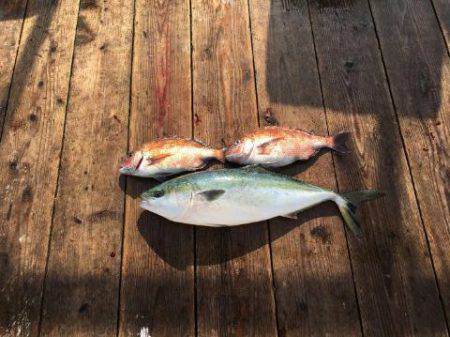 由良海上釣り堀 海人 釣果